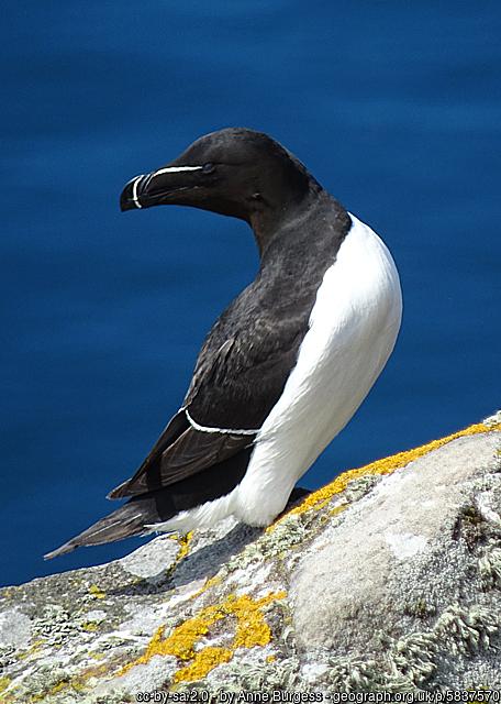 Birdlife (Auks) | North Isles Ferries Journeys